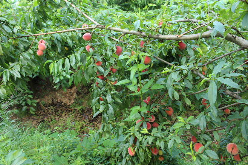 1590132602905721.jpg 222.jpg