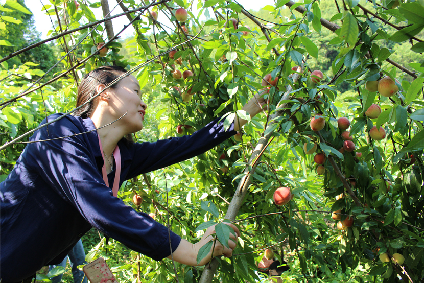 1590132663920889.jpg 33.jpg